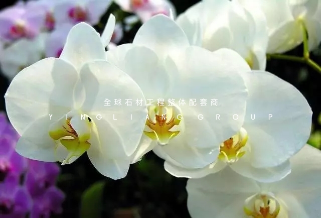 640.webp (3)